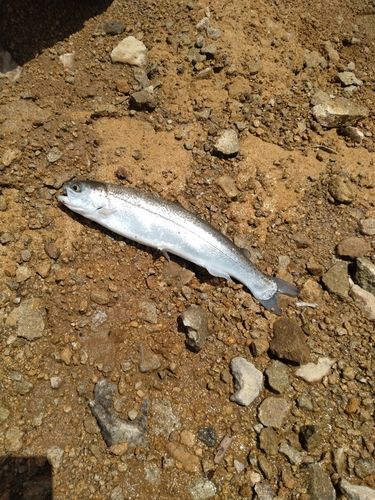 ニジマスの釣果