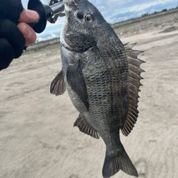 クロダイ