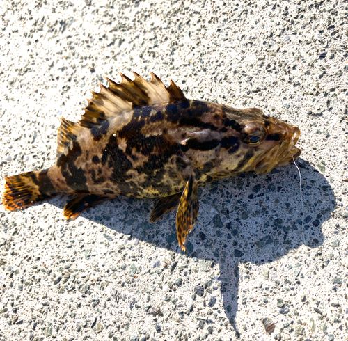 タケノコメバルの釣果