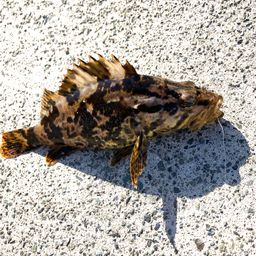 タケノコメバル