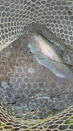 ニジマスの釣果