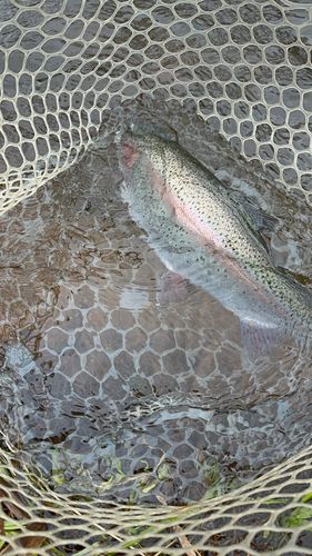 ニジマスの釣果