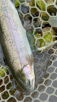 ニジマスの釣果