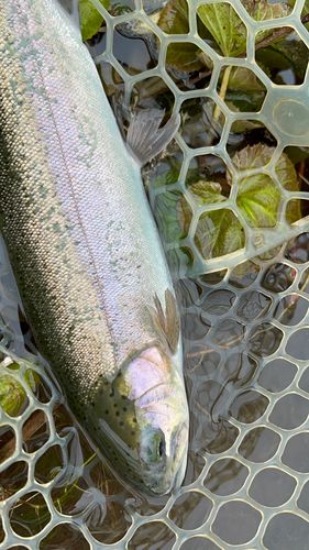 ニジマスの釣果