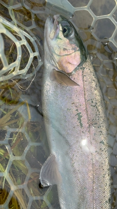 ニジマスの釣果