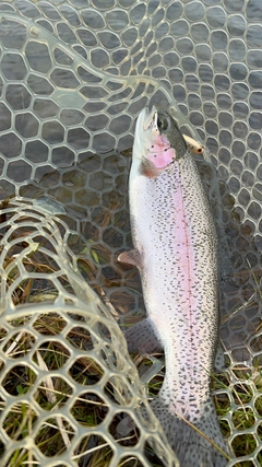 ニジマスの釣果