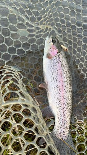 ニジマスの釣果