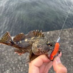 ガシラ
