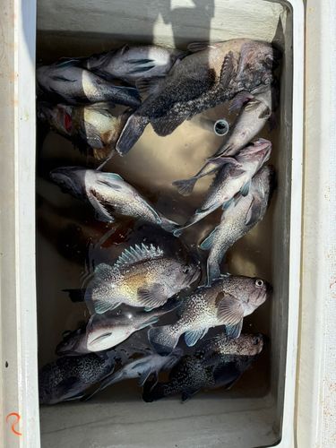 マゾイの釣果
