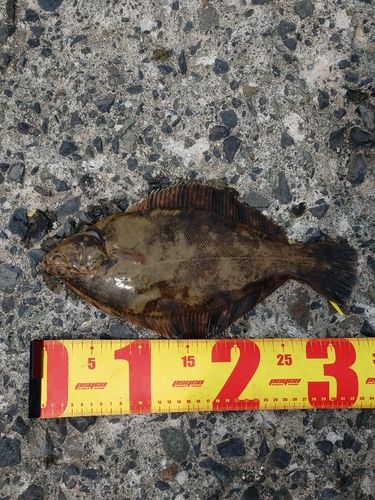 クロガシラガレイの釣果
