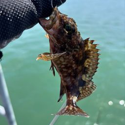 カサゴ