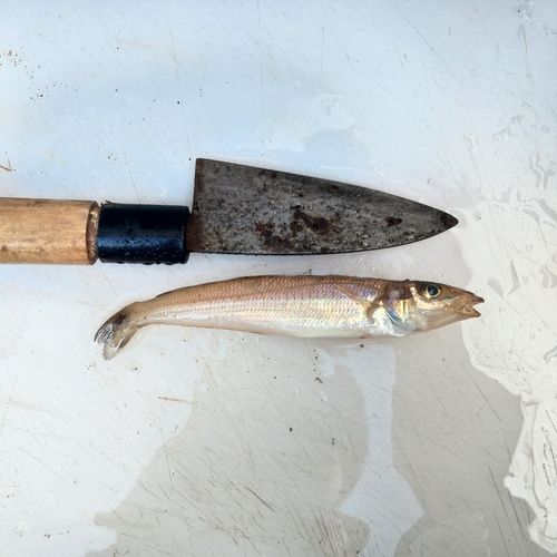 キスの釣果