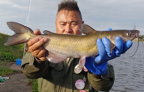 アメリカナマズの釣果