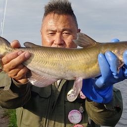 アメリカナマズ