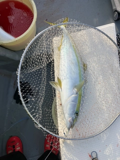ワラサの釣果