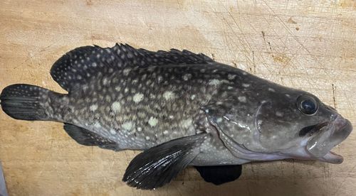 ハクテンハタの釣果