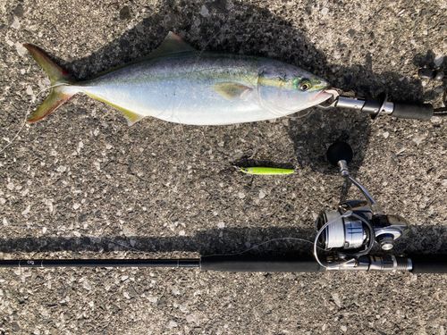 ヤズの釣果