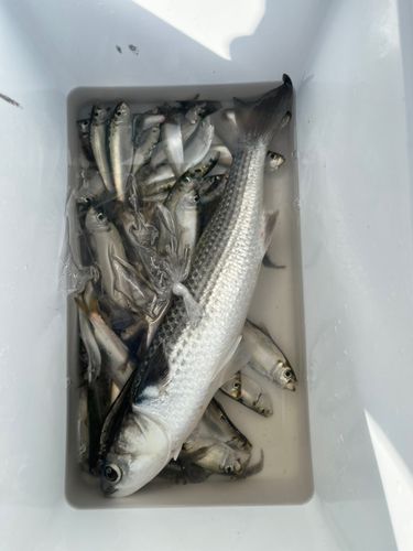 ママカリの釣果