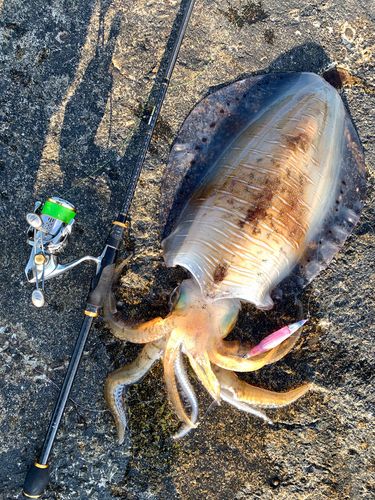 アオリイカの釣果