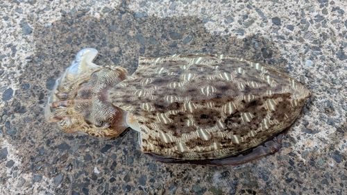 モンゴウイカの釣果