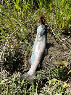 ニジマスの釣果