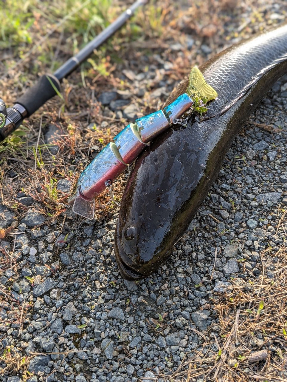 deps ヒュージカスタム H3S-81RFの最安値・インプレ・釣果