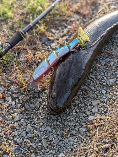 ライギョの釣果