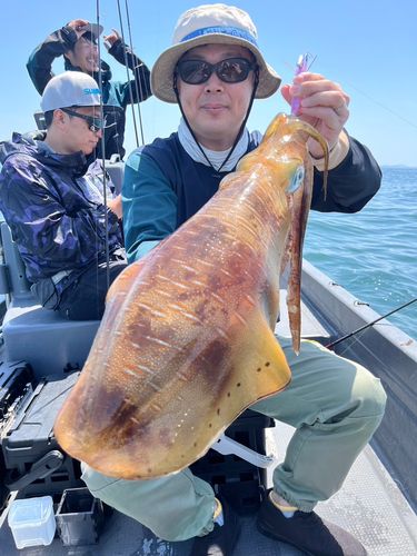 アオリイカの釣果