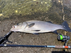 ヒラスズキの釣果