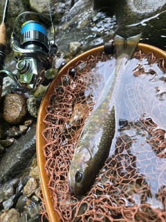 イワナの釣果