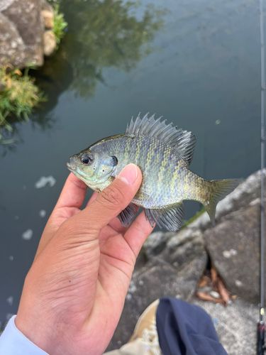 ブルーギルの釣果