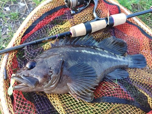 シマゾイの釣果