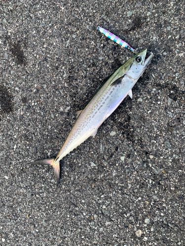 サゴシの釣果