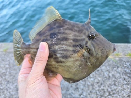 カワハギの釣果