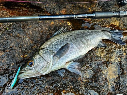 ヒラスズキの釣果