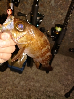 メバルの釣果