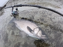 ヒラスズキの釣果