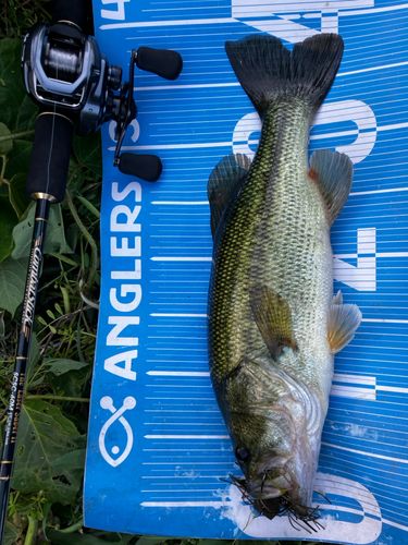 ブラックバスの釣果