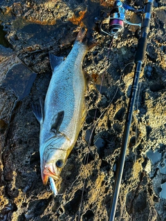 ヒラスズキの釣果