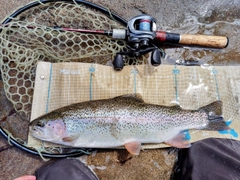 ニジマスの釣果