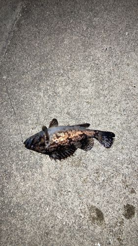 クロソイの釣果