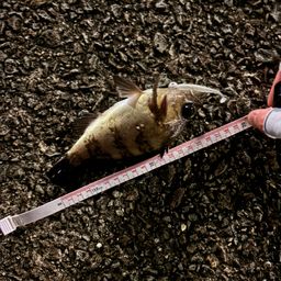 セイゴ（ヒラスズキ）