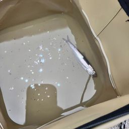 カタクチイワシ