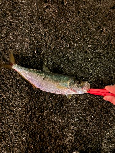ヒラの釣果