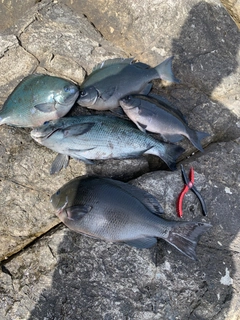 グレの釣果