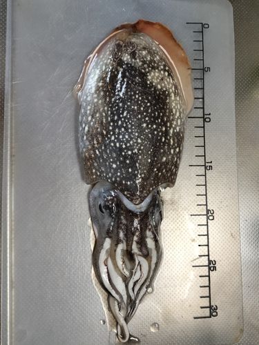 コウイカの釣果