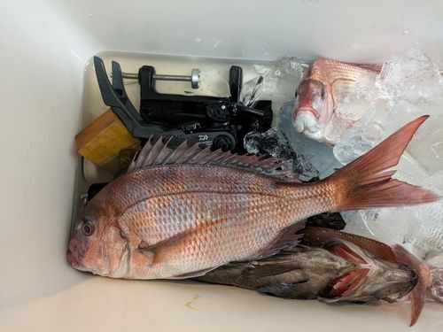 マダイの釣果