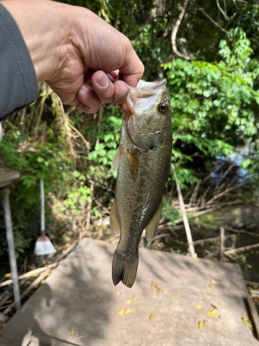 ラージマウスバスの釣果