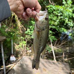 ラージマウスバス