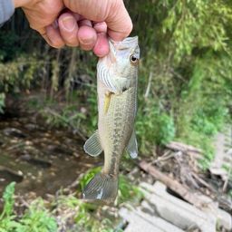 ラージマウスバス